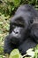 Grumpy silverback gorilla