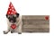 Grumpy Valentines`s day pug dog puppy with party hat sitting down next to wooden sign