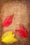 Grunge autumn background with leaves on canvas