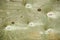 Grunge Background of Green Stained Plywood