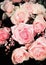 Grunge background with pink roses