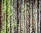 Grunge bamboo wall with green-white mold