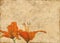 Grunge brown paper with orange lily flowers