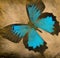 Grunge butterfly background