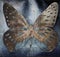 Grunge Butterfly background gold