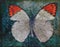 Grunge butterfly background texture