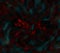 Grunge distressed dark green blurred swirl lines and bright red splashed textured design in the center