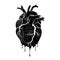 Grunge human heart. Anatomical realistic dripping heart, line art, vector illustration