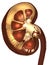 Grunge kidney bean cross section