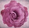 Grunge Lavender Rose