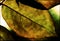 Grunge Leaf Detail