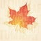 Grunge maple leaf background