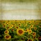 Grunge paper background with sunflower