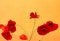 Grunge poppies background