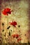 Grunge poppies background