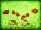 Grunge poppies background