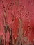 Grunge texture, faded and peeling red paint