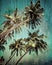 Grunge tropical background with coconut palm tree