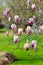 Grunged beautiful magnolia tree in blooming in a botanical garden.