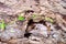 Grungy old tree trunk surface closeup photo. Weathered tree trunk in the forest. Fresh green sapling over old tree texture