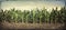 Grungy panorama of young corn plants in a field