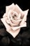 Grungy pink rose with water drops at vintage gothic style background