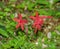 Gruop Fire Pink Wildflowers â€“ Silene virginica