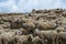 Grup of sheeps