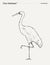 Grus Americana bird realistic hand drawn, sketch