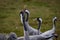 Grus bird feeding at Hula Valley