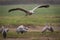 Grus bird feeding at Hula Valley