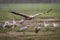 Grus bird feeding at Hula Valley