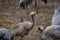 Grus bird feeding at Hula Valley