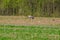 Grus grus common crane feeding in the field and gathering branches