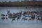 Grus at Hula Valley at Dawn