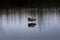 Grus at Hula Valley at Dawn