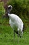 Grus japonensis or  manchurian crane