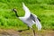 The grus japonensisis running in green grassland