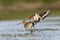 Grutto, Black-tailed Godwit, Limosa limosa