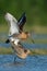 Grutto, Black-tailed Godwit, Limosa limosa