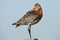 Grutto, Black-tailed Godwit, Limosa limosa