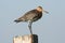 Grutto, Black-tailed Godwit, Limosa limosa