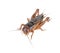 Gryllidae ,Orthoptera isolated on white background