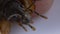 Gryllotalpa gryllotalpa mole cricket in human hand