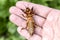 Gryllotalpa gryllotalpa On the palm of a person. Pest of garden