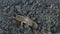 Gryllotalpa Medvedka crawls on the ground. Close-up