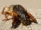 Gryllotalpa, mole cricket