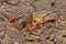 Gryllotalpidae dangerous pest of the root system of vegetables is living underground. Close up macro stacking image