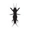 Gryllotalpidae silhouette.European mole cricket