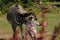 A GrÃ©vy`s zebra eating hay in the park. A beautiful animal with alternating black and white. Hot days in summer